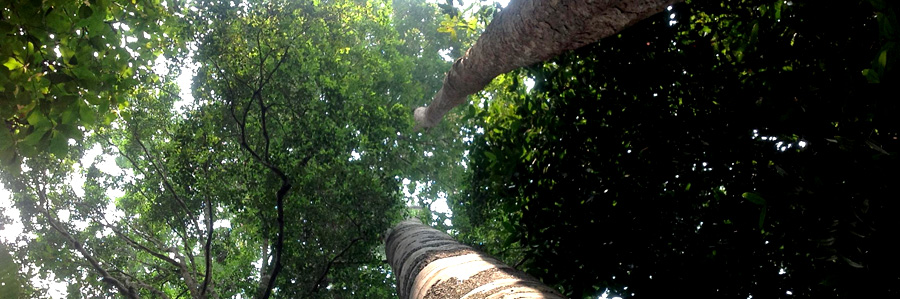 SNL WOODS SDN BHD  - Environmental Responsibility